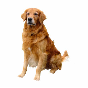 Golden Retriever Christmas Ornament Photo Sculpture Decoration