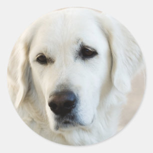 Golden Retriever Classic Round Sticker