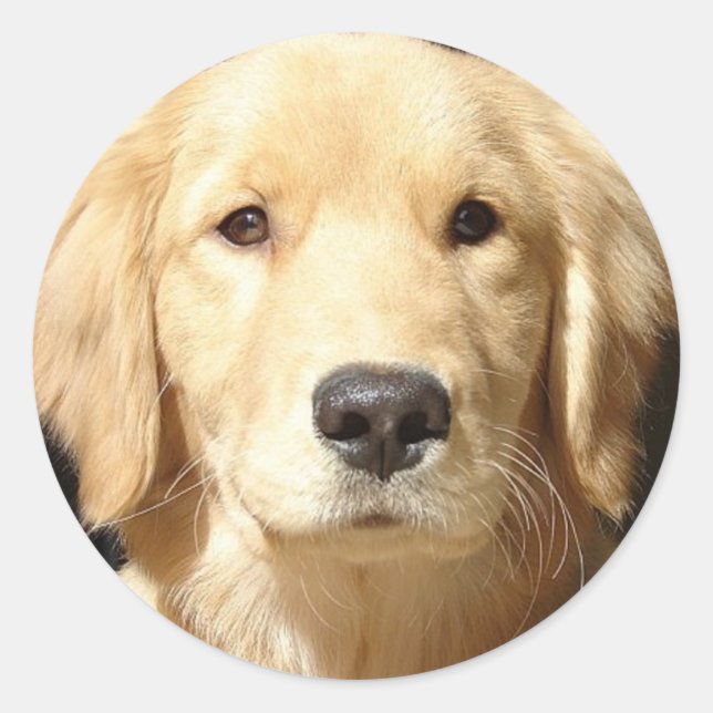Golden Retriever Classic Round Sticker (Front)