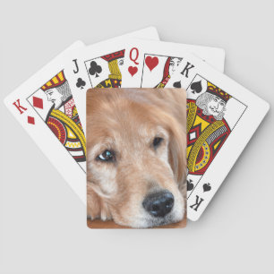 Golden Retriever Closeup Playing Cards