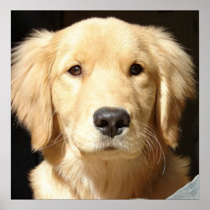 Golden Retriever Closeup Poster