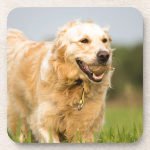 Golden Retriever Coaster