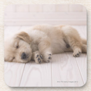 Golden Retriever Coaster