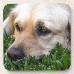 Golden Retriever Coasters