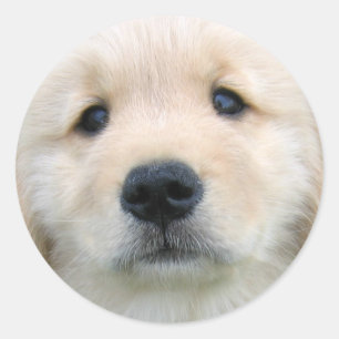 Golden Retriever Cute Puppy Classic Round Sticker