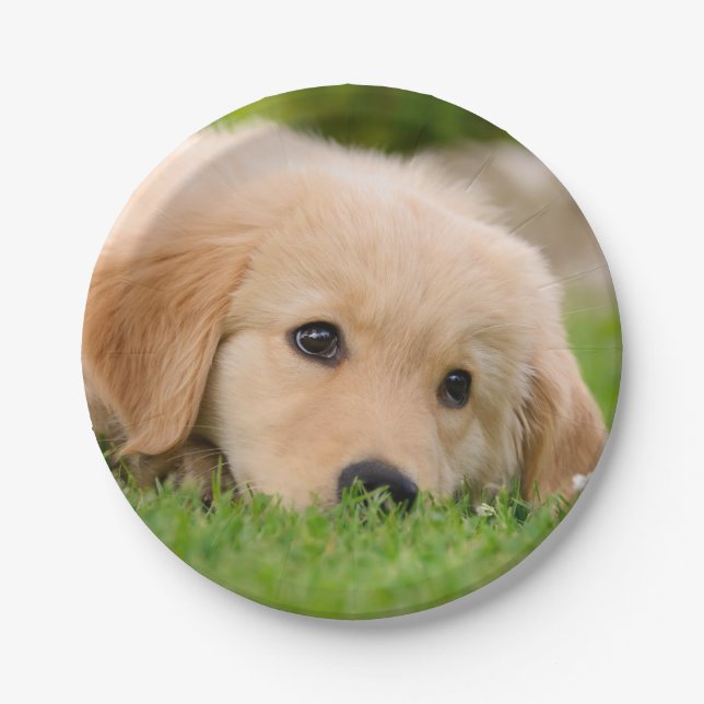 Golden Retriever Cute Puppy Dreaming, Happy Party Paper Plate (Front)