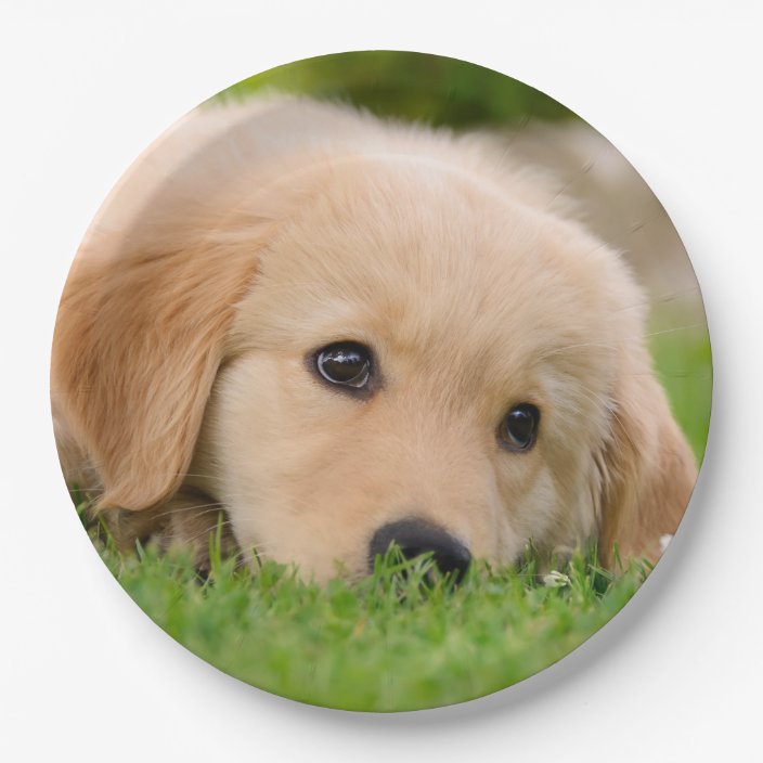 Golden Retriever Cute Puppy Dreaming, Party Paper Plate | Zazzle.co.uk