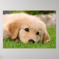 Golden Retriever Cute Puppy Dreaming, Pet Photo
