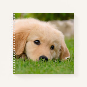 Golden Retriever Cute Puppy Dreams Dog Head Photo Notebook