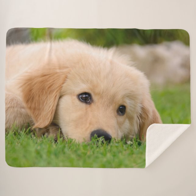 Golden Retriever Cute Puppy Dreams Dog Head Photo Sherpa Blanket (Front (Horizontal))