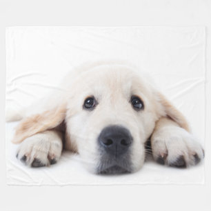 Golden retriever cute puppy lying down fleece blanket