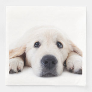 Golden retriever cute puppy lying down napkin
