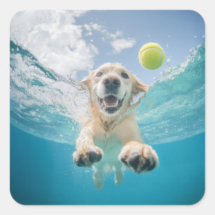 Golden Retriever Diving Tennis Ball Underwater Square Sticker