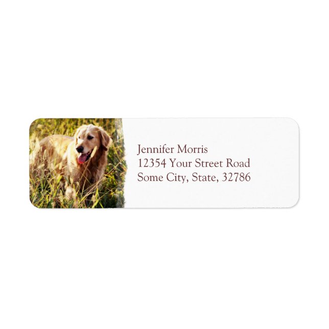Golden Retriever Dog (Front)