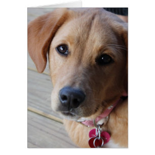 Golden Retriever Dog