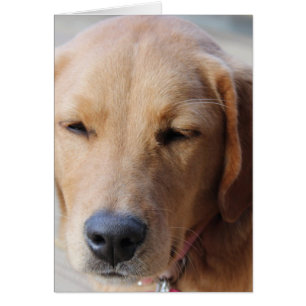 Golden Retriever Dog #2