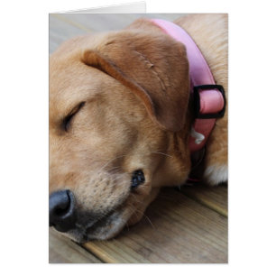 Golden Retriever Dog #4