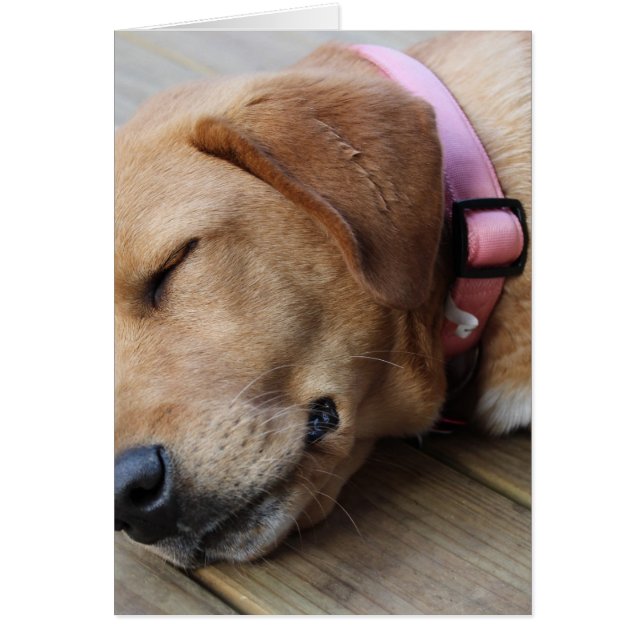 Golden Retriever Dog #4 (Front)