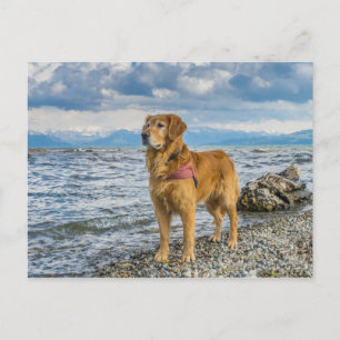 Golden Retriever Dog at Beach Blue Sky Photo Postcard