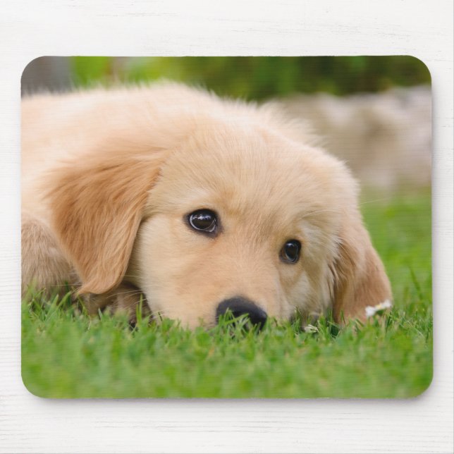 Golden Retriever Dog Cute Puppy Dreaming, Mouse Mat (Front)