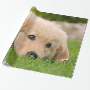 Golden Retriever Dog Cute Puppy Dreaming Portrait Wrapping Paper