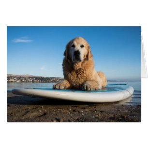 Golden Retriever Dog  Laying On A Paddle Board