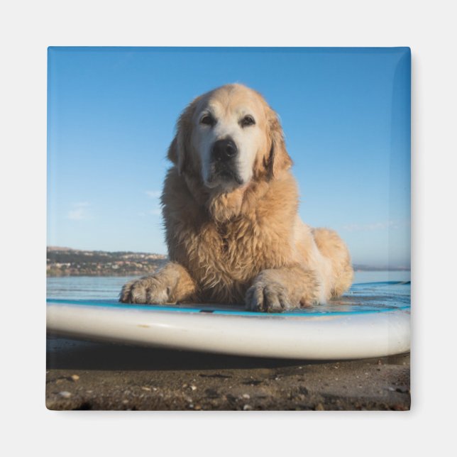 Golden Retriever Dog  Laying On A Paddle Board Magnet (Front)