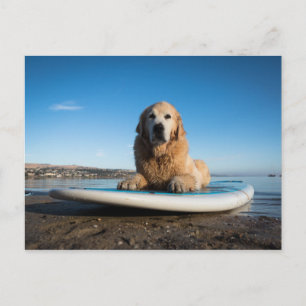 Golden Retriever Dog  Laying On A Paddle Board Postcard