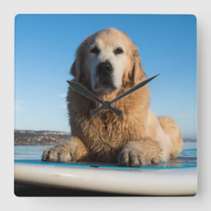 Golden Retriever Dog Laying On A Paddle Board Square Wall Clock