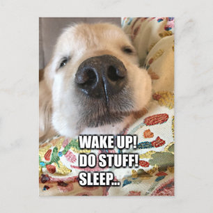 Golden Retriever Dog Motivational Meme Postcard