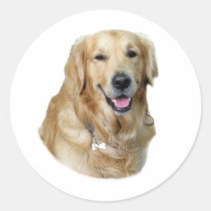 Golden Retriever dog photo portrait Classic Round Sticker