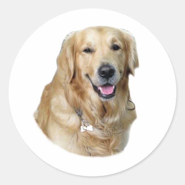 Golden Retriever dog photo portrait Classic Round Sticker (Front)
