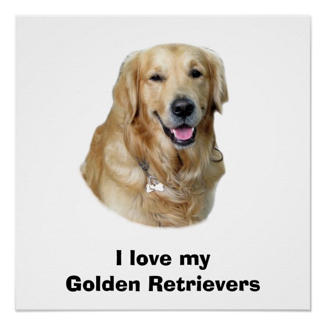 Golden Retriever dog photo portrait Poster (Front)
