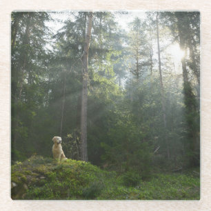 Golden Retriever Dog   Pine Woodland Glass Coaster