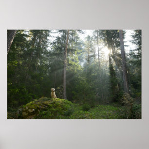 Golden Retriever Dog   Pine Woodland Poster