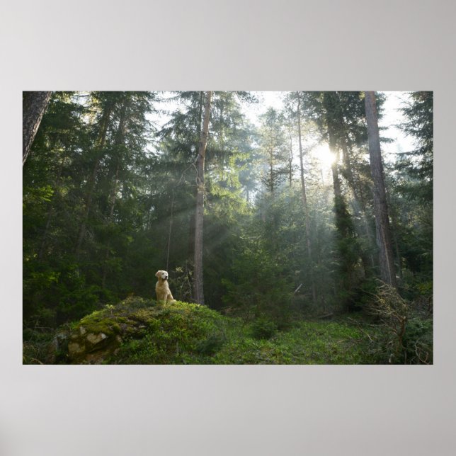 Golden Retriever Dog | Pine Woodland Poster (Front)