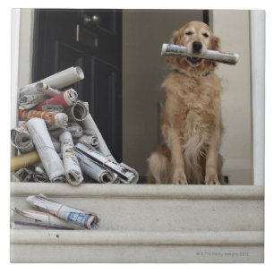 Golden retriever dog sitting at front door tile