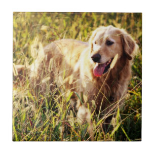 Golden Retriever Dog Tile