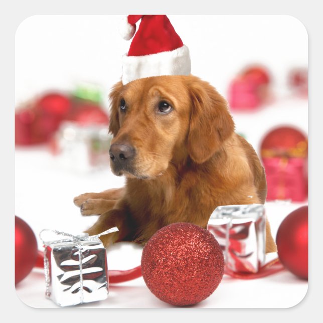 Golden Retriever Dog W Red Santa Hat Christmas Square Sticker (Front)