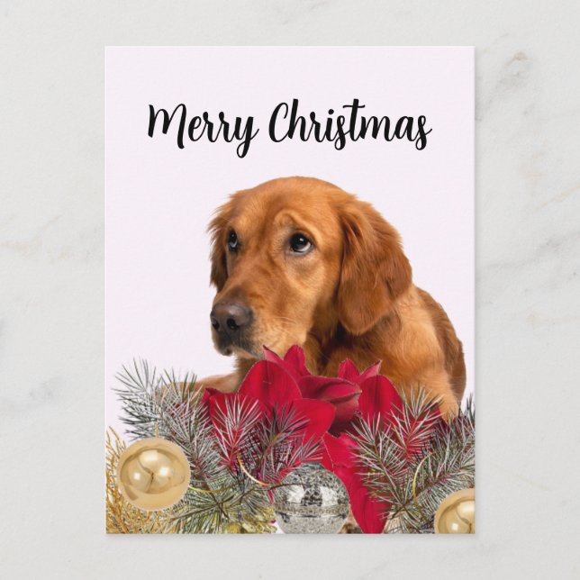 Golden Retriever Dog with Christmas Ornaments Postcard (Front)