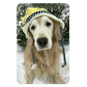 Golden Retriever Dog With Cute Hat in Snow Magnet