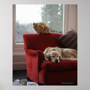 Golden retriever dog with ginger tabby cat poster
