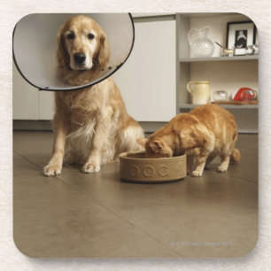 Golden retriever dog with medical collar sitting coaster