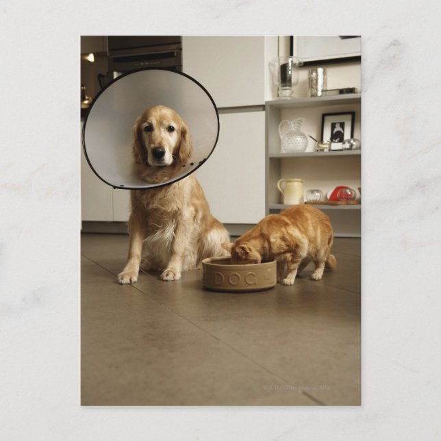 Golden retriever dog with medical collar sitting postcard (Front)