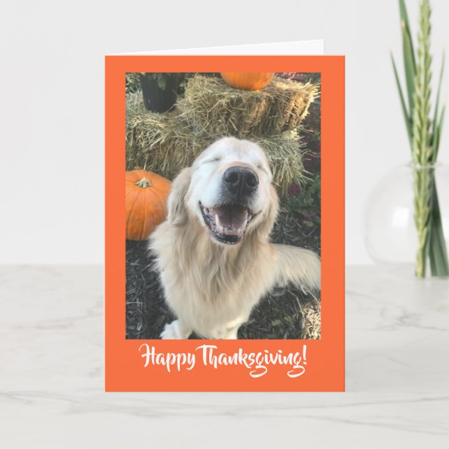 Golden Retriever Dog with Pumpkins Thanksgiving Holiday Card (Front)