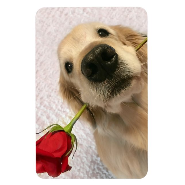 Golden Retriever Dog With Red Rose Magnet (Vertical)