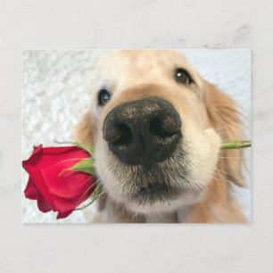 Golden Retriever Dog With Red Rose Valentine's Day Holiday Postcard