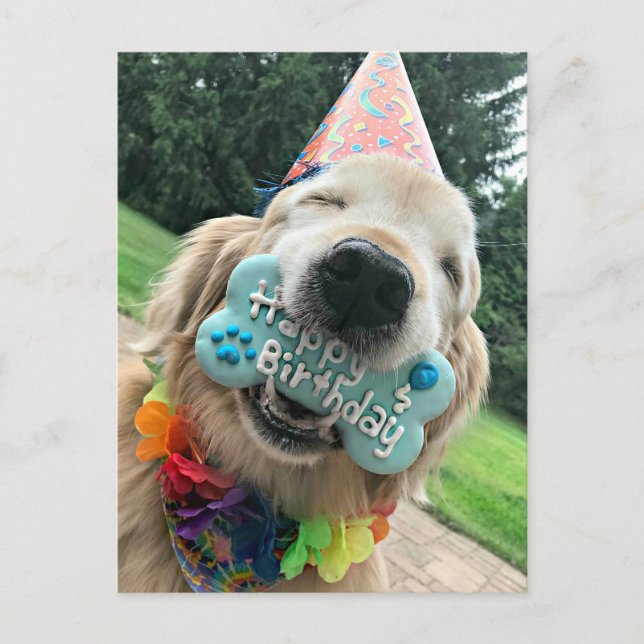 Golden Retriever Dog With Treat Happy Birthday Postcard (Front)