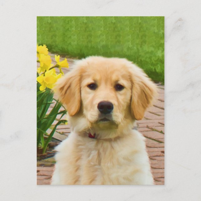 Golden Retriever Dog, Yellow Daffodils Postcard (Front)