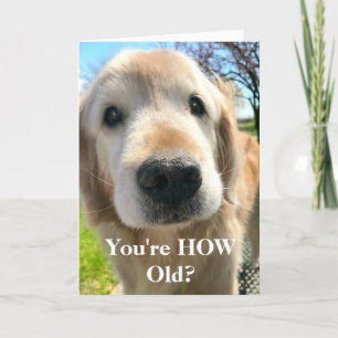 Golden Retriever Dog You're How Old Birthday Card